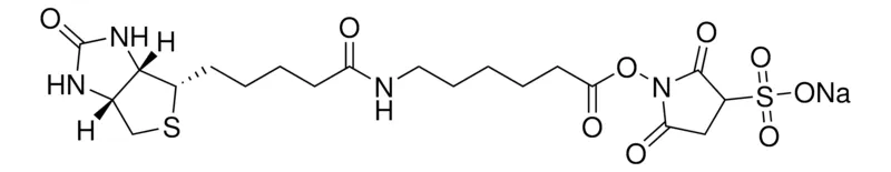 Sigma-Aldrich Sulfo-NHS-LC-Biotin，≥95%（HPLC）