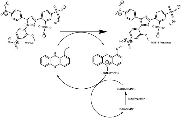 Sigma-Aldrich WST-8 Ready Made Solution，适用于细胞分析