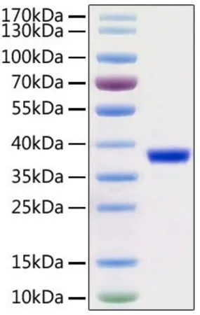 Sigma-Aldrich Recombinant 2019-nCoV 3C-like Proteinase with His and Avi tag