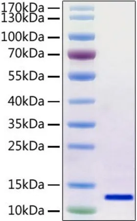 Sigma-Aldrich Recombinant 2019-nCoV envelope Protein with His and Avi tag