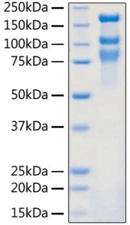Sigma-Aldrich Recombinant 2019-nCoV S1+S2 ECD (S-ECD) Protein with His tag