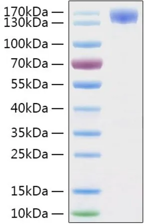 Sigma-Aldrich Recombinant 2019-nCoV Spike S1 Protein with hFc and His tag