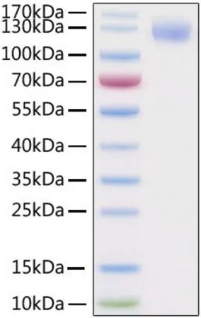 Sigma-Aldrich Recombinant 2019-nCoV Spike S1 Protein with His and Avi tag