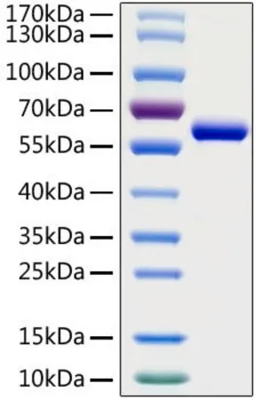 Sigma-Aldrich Recombinant 2019-nCoV Spike RBD Protein with mFc tag