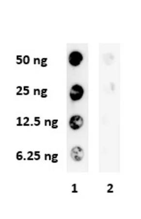 Sigma-Aldrich Anti-Histone H3Q5ser