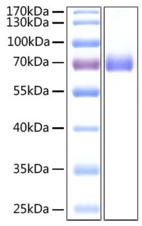 Sigma-Aldrich Recombinant 2019-nCoV Spike S2 ECD Protein with His tag