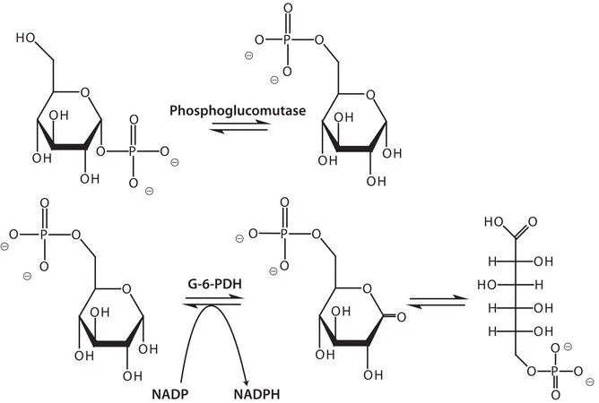 Sigma-Aldrich 磷酸葡萄糖变位酶 来源于兔肌肉