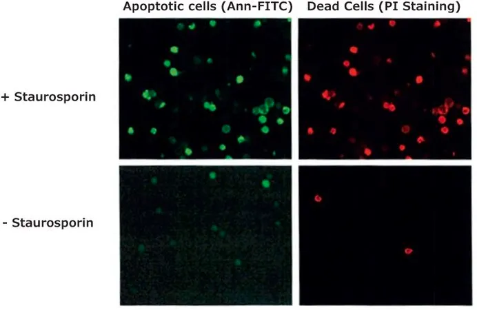 Sigma-Aldrich Annexin V FITC共轭物 来源于人类胎盘