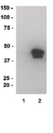 Sigma-Aldrich MBP, recombinant
