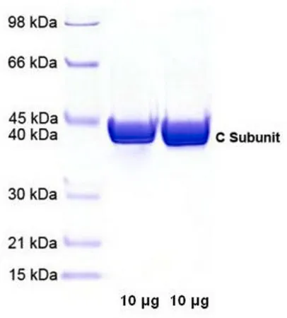 Sigma-Aldrich PKA, Catalytic Subunit, Bovine Heart