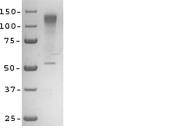 Sigma-Aldrich Sema3A Recombinant Protein