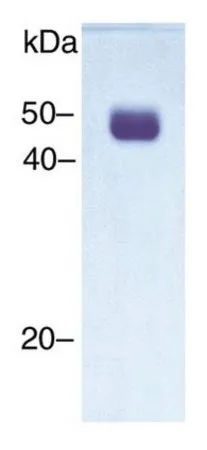 Sigma-Aldrich 尿激酶型纤溶酶原激活剂