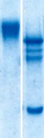 Sigma-Aldrich Neural Cell Adhesion Molecule, chicken