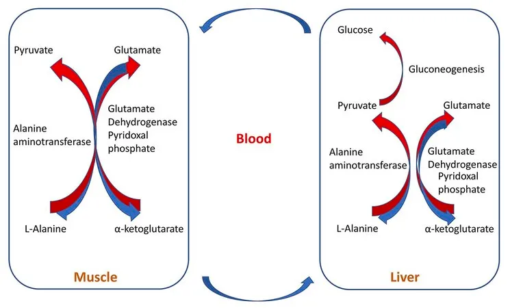 Sigma-Aldrich Alanine Metabolite Library