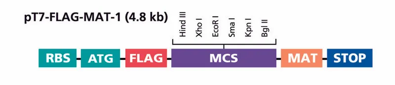 Sigma-Aldrich pT7-FLAG™-MAT-Tag®-1 Expression Vector