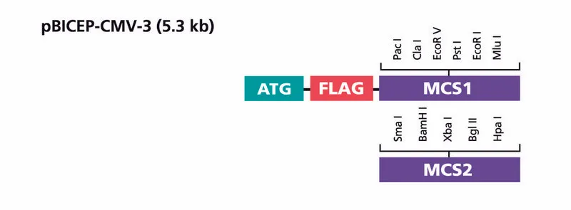 Sigma-Aldrich pBICEP-CMV™-3 Expression Vector