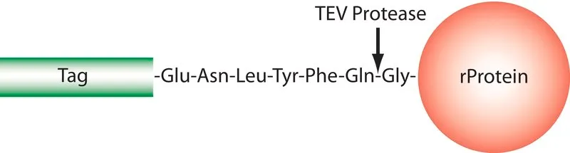 Sigma-Aldrich TEV蛋白酶