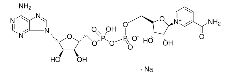 Sigma-Aldrich β-烟酰胺腺嘌呤二核苷酸 钠盐