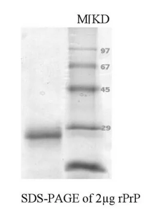 Sigma-Aldrich Prion Protein, recombinant