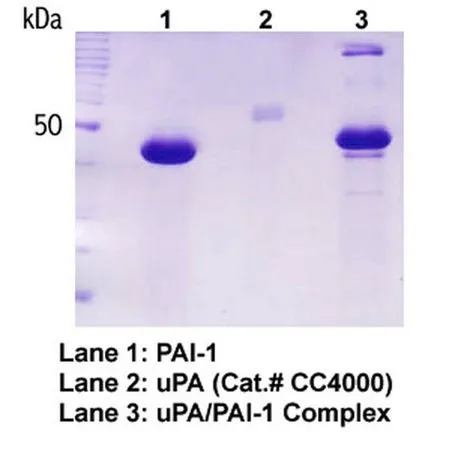 Sigma-Aldrich Human Plasminogen activator inhibitor-1, recombinant，液体，≥98%（SDS-PAGE），适用于活性测定