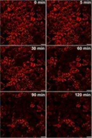 Sigma-Aldrich BioTracker ERthermAC温度敏感活细胞染料