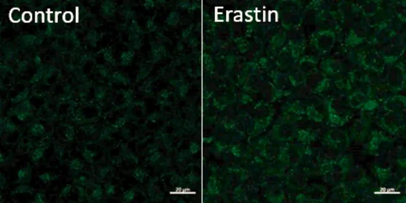 Sigma-Aldrich BioTracker™ Green Lipid Peroxide Live Cell Ferroptosis Indicator，人类