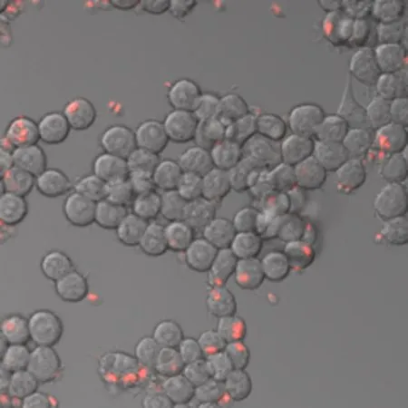 Sigma-Aldrich BioTracker™ Orange Zymosan Phagocytosis Live Cell Probe，人类