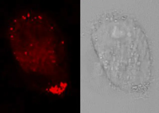 Sigma-Aldrich BioTracker™ LD-1 Near-IR Lipid Droplet Live Cell Probe