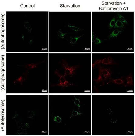 Sigma-Aldrich BioTracker™ Green pH-Independent Autophagy Live Cell Probe,人类