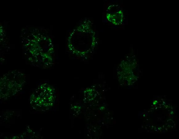 Sigma-Aldrich BioTracker CDg16 Activated Macrophage Probe
