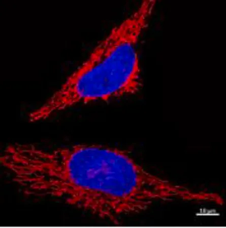 Sigma-Aldrich BioTracker™ Red Mitochondria Live Cell Probe 400 μL，人类