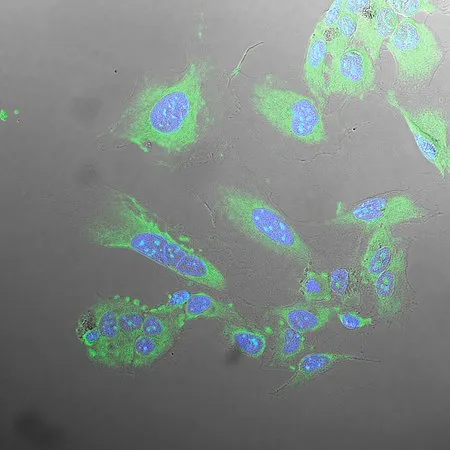 Sigma-Aldrich BioTracker MultiTASQ G-Quadruplex (G4) Cell Probe