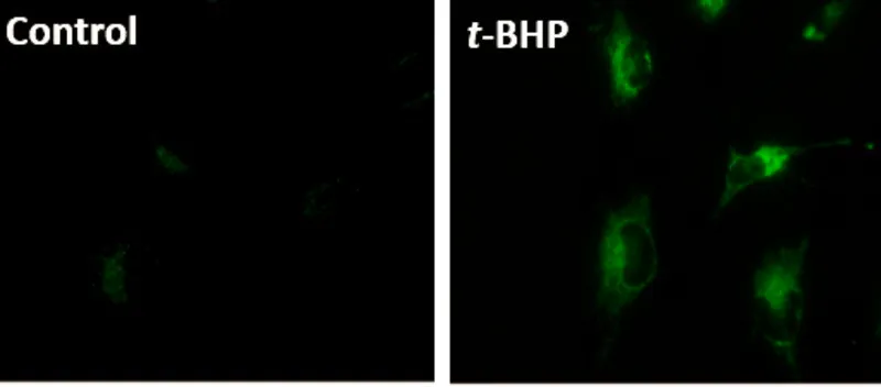 Sigma-Aldrich BioTracker™ Mitochondrial Lipid Peroxide Live Cell Ferroptosis Indicator，人类