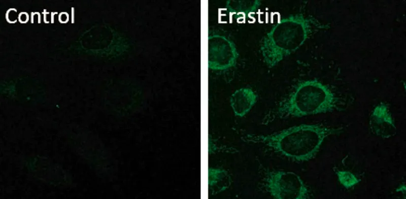 Sigma-Aldrich BioTracker™ Mitochondrial FerroGreen Live Cell Probe,人类