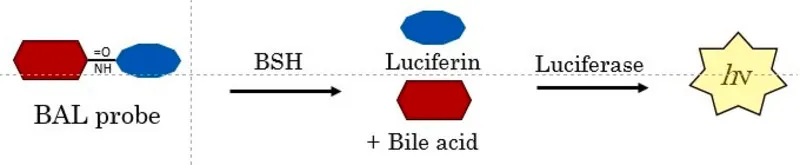 Sigma-Aldrich BioTracker BSH Activity Bioluminescent Probe,人类