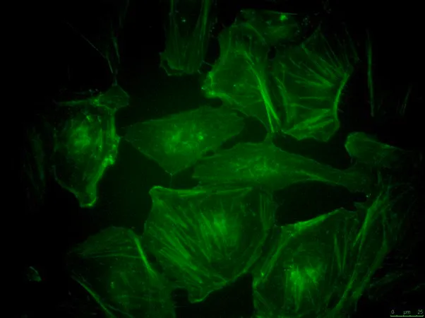 Sigma-Aldrich BioTracker™ 497 Green Actin Live Cell Probe