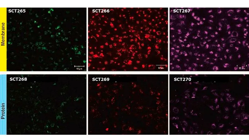 Sigma-Aldrich BioTracker™ Red Exosome Protein Labeling Kit,人类