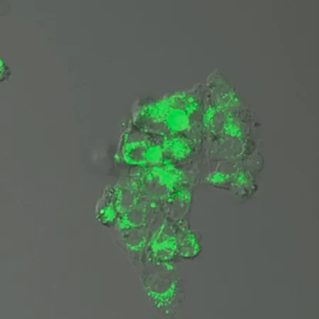 Sigma-Aldrich BioTracker™ EP-HMRG Green Protease Live Cell Probe