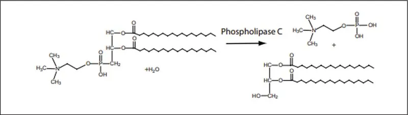 Sigma-Aldrich 磷脂酶 C 来源于蜡样芽胞杆菌,≥200单位/mg蛋白质