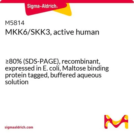 Sigma-Aldrich MKK6/SKK3, active human，≥80%（SDS-PAGE），重组，在大肠杆菌中表达，麦芽糖结合蛋白标记，缓冲水溶液