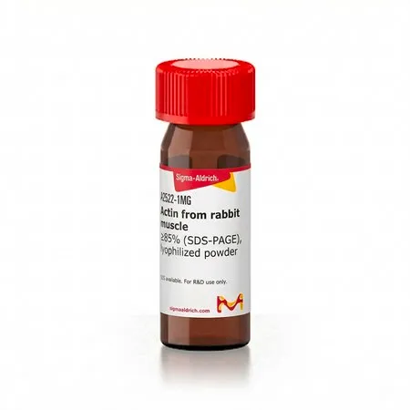 Sigma-Aldrich 肌动蛋白 来源于兔肌肉,≥85%(SDS-PAGE),冻干粉