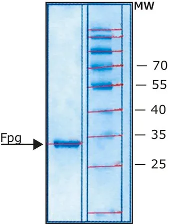 Sigma-Aldrich Fpg Protein from Escherichia coli,≥90%(SDS-PAGE),甘油缓冲水溶液,>20,000单位/mg蛋白,适用于基因组分析