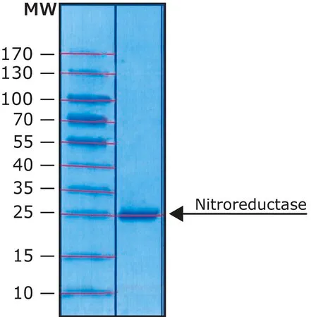 Sigma-Aldrich 硝基还原酶 来源于大肠杆菌，≥90%（SDS-PAGE），重组，在大肠杆菌中表达