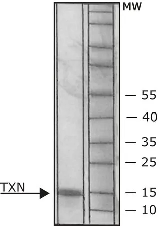 Sigma-Aldrich 硫氧还蛋白 人,≥90%(SDS-PAGE),重组,在大肠杆菌中表达(N-末端组氨酸标记),基本无盐,冻干粉末,≥5 U/mg