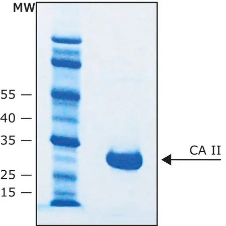 Sigma-Aldrich Carbonic Anhydrase II bovine,≥90%(SDS-PAGE),重组体,在大肠杆菌中表达,≥5,000单位/mg蛋白,缓冲水溶液
