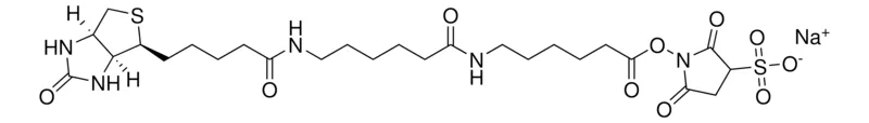 Sigma-Aldrich Sulfo-NHS-LC-LC-Biotin,≥95%