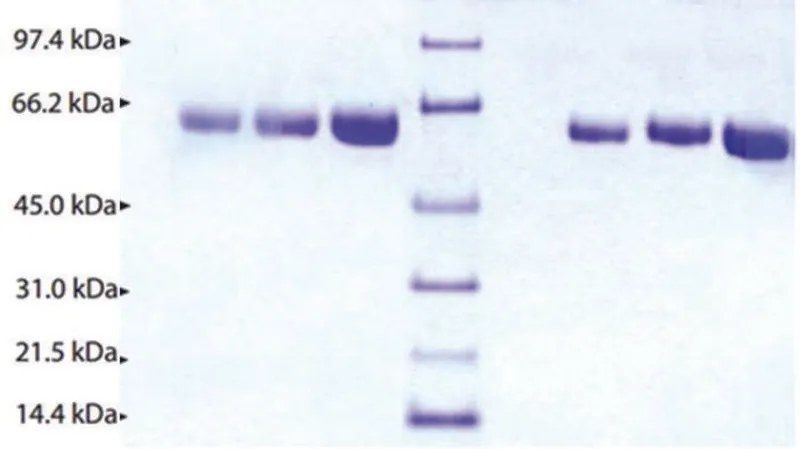 Sigma-Aldrich α-2抗纤溶酶 来源于人类血浆,≥95%(SDS-PAGE),冻干