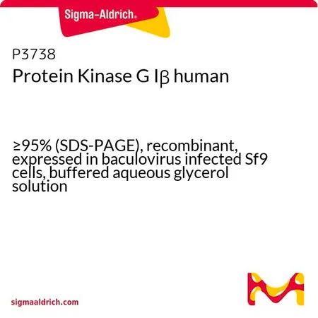 Sigma-Aldrich Protein Kinase G Iβ human，≥95%（SDS-PAGE），重组体，在杆状病毒感染的Sf 9细胞中表达，甘油缓冲水溶液