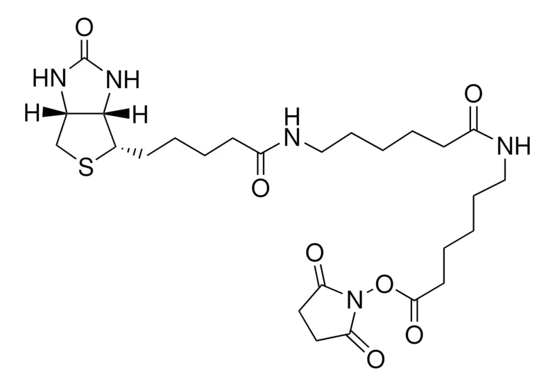 Sigma-Aldrich 生物氨基己酰基-6-氨基己酸N-羟基琥珀酰亚胺酯,≥95%(TLC),粉末