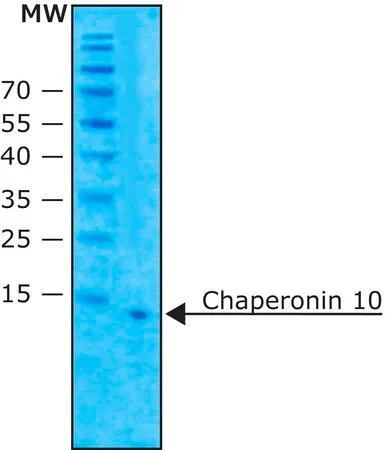 Sigma-Aldrich Chaperonin 10 from Escherichia coli,≥95.0%(SDS-PAGE),重组,在大肠杆菌高产菌株中表达,冻干粉
